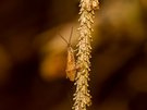 Männchen einer Herbstbuchenmotte ( Diurnea lipsiella)