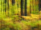 Waldboden im Herbst