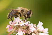 fleissige Fliege - überarbeitet