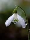 Schneeglöckchen im Tau