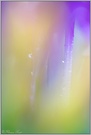 ~ Die Farben der Krokuswelt ~ *Crocus vernus*