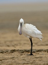 Löffler am Strand