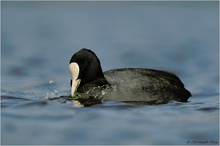 Blässhuhn (Fulica atra)