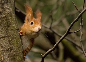 Freundliches Eichhörnchen