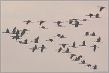 Frühjahrszug 2009... Kranichflug *Grus grus*