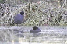 Blässhuhn (Fulica atra)