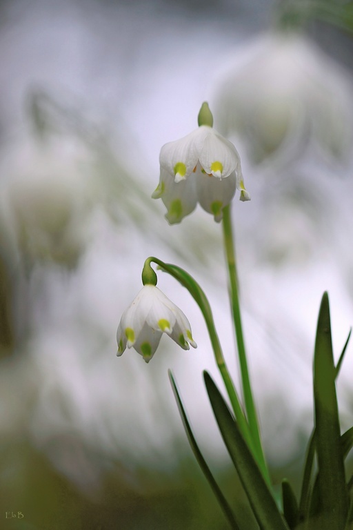 Märzenbecher (Leucojum vernum)