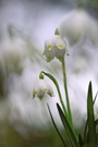 Märzenbecher (Leucojum vernum)