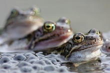 Flotter Froschdreier?