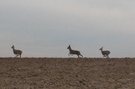 Flüchtende Rehe