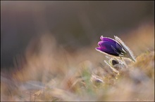 Die ersten Blüten