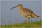 Großer Brachvogel