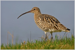 Großer Brachvogel