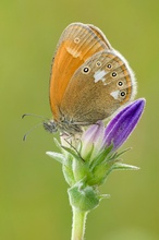 Kleiner Wiesenvogel