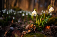 Leucojum vernum