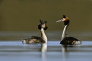 Haubentaucher (Podiceps cristatus)