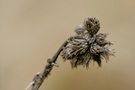 "Alten Resten eine Chance" II