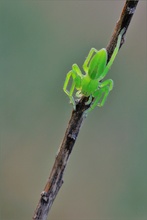 ~ Grüne Huschspinne ~