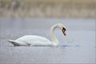 Schwan ( Cygnini )