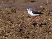 Stelzenläufer (Himantopus Himantopus)