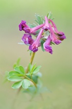 ~ Corydalis cava ~