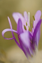 Frühlingslichtblume im Licht