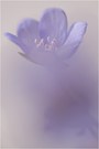 Hepatica nobilis