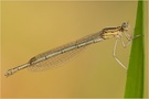 Blaue Federlibelle (Platycnemis pennipes)