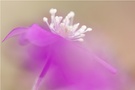 Hepatica nobilis