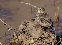 Wiesenpieper (Anthus pratensis)