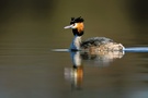 Haubentaucher (Podiceps cristatus) Solo