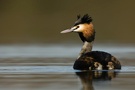 Haubentaucher (Podiceps cristatus) Solo