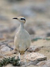 Rennvogel am Nest