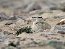 Rennvogel auf Nest