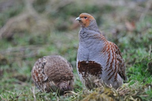 Rebhühner (perdix perdix)