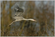 Graureiher (Ardea cinerea)