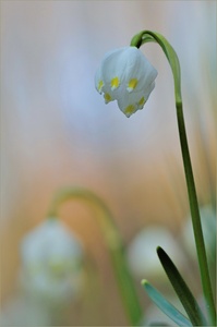 ~ Frühlingsmalerei ~