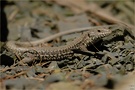 Podarcis muralis