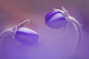 Leberblümchen