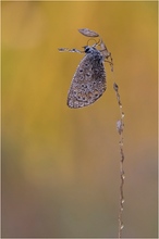 Hauhechelbläuling (Polyommatus icarus)