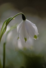 Märzenbecher (Leucojum vernum)