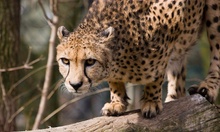 Gepard?