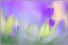 ~ zarte Schönheiten ~ *Crocus vernus*