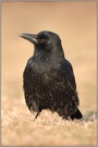 schwarzer Geselle... Rabenkrähe *Corvus corone*