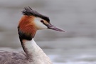 Haubentaucherportrait (Podiceps cristatus)