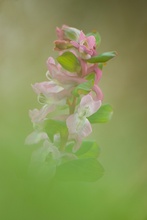 ~ Lerchensporn ~ (Corydalis Cava)