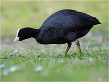 Blässhuhn - Fulica atra