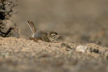 Beim Sandbaden...