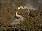 Nestbau
