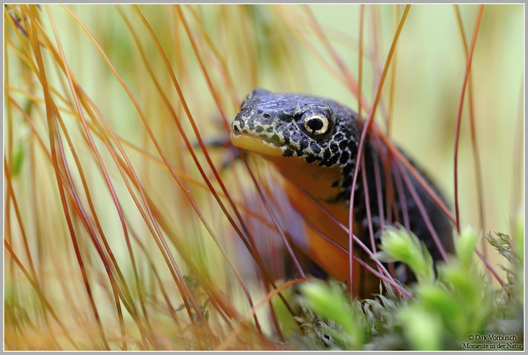 Bergmolch (Triturus alpestris)